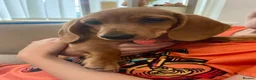 Miniature Dachshund dogs for sale: For sale miniature dachshund  in Carlisle - Advert 1
