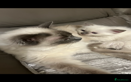 Ragdoll cats for sale: Blupoint Ragdoll - Image 5