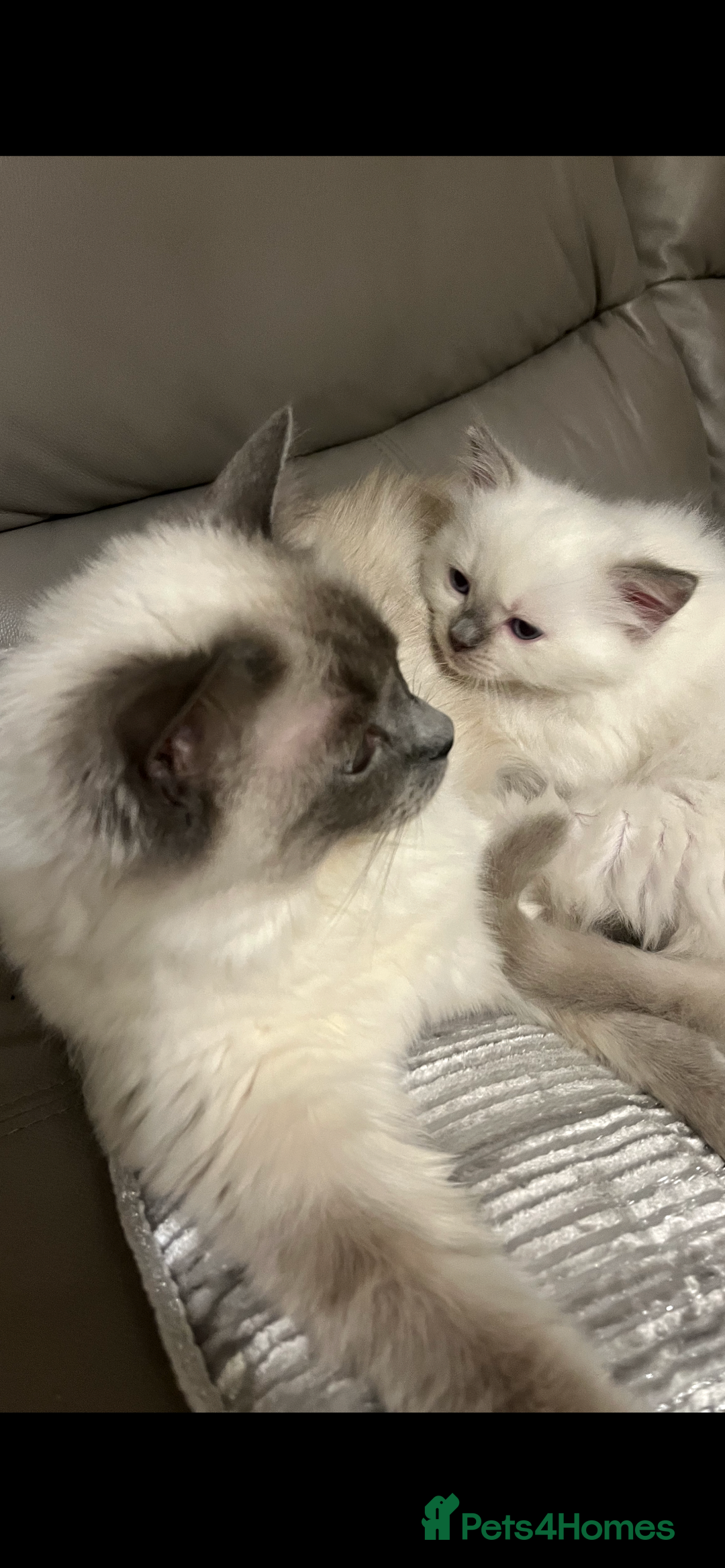 Ragdoll cats for sale: Blupoint Ragdoll - Image 5