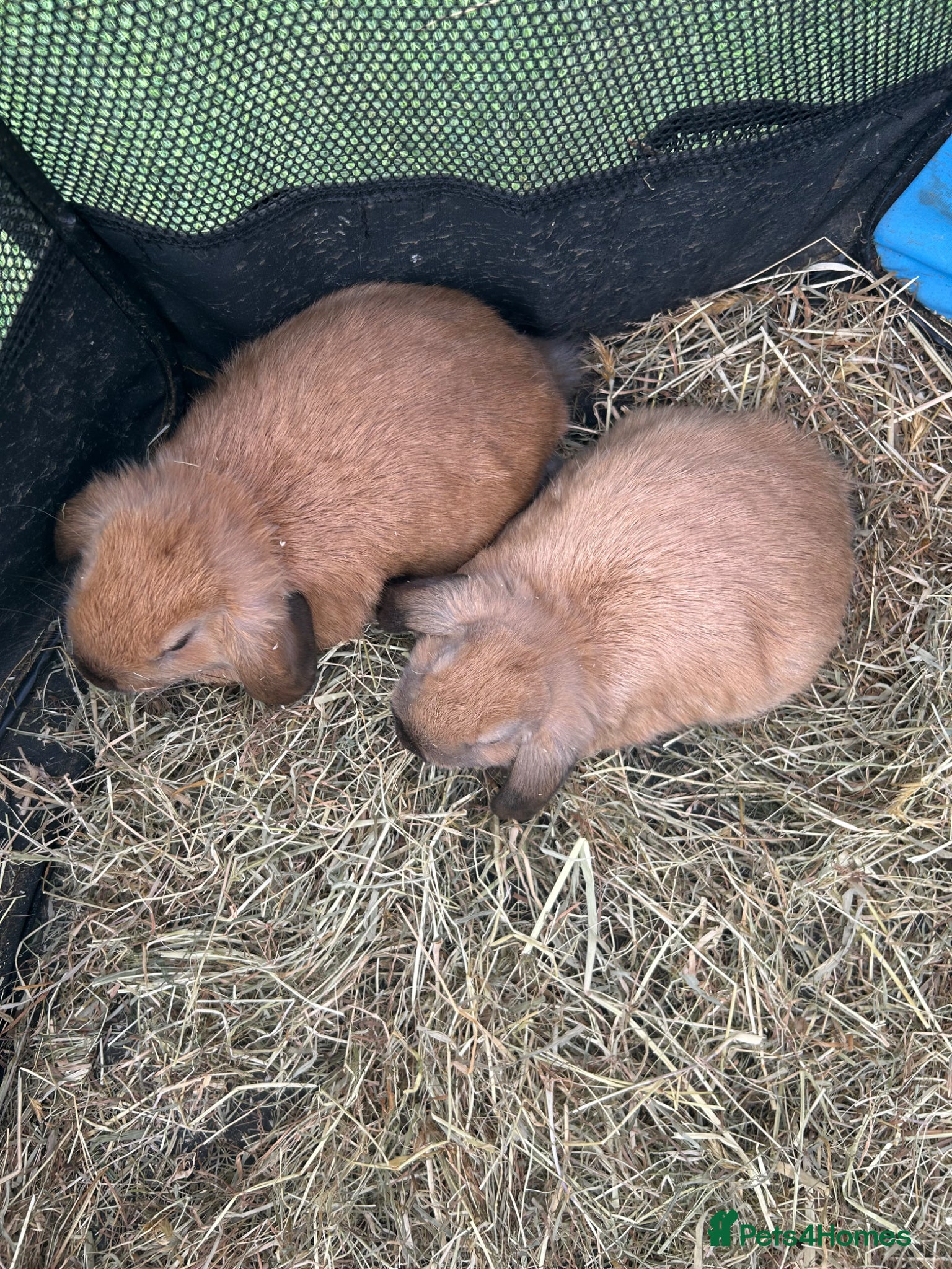 Mini Lop rabbits 2 pure mini lop baby’s  - Advert 2