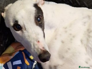 Greyhound dogs house trained Lovely gentle boy greyhound - Advert 3