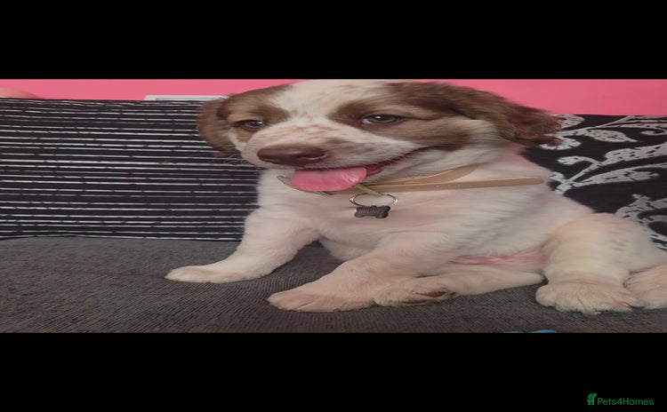Springador dogs - Advert 1
