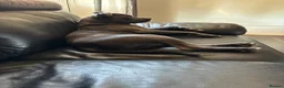 Staffordshire Bull Terrier dogs for sale: 10 month old blue Staffy - Advert 4