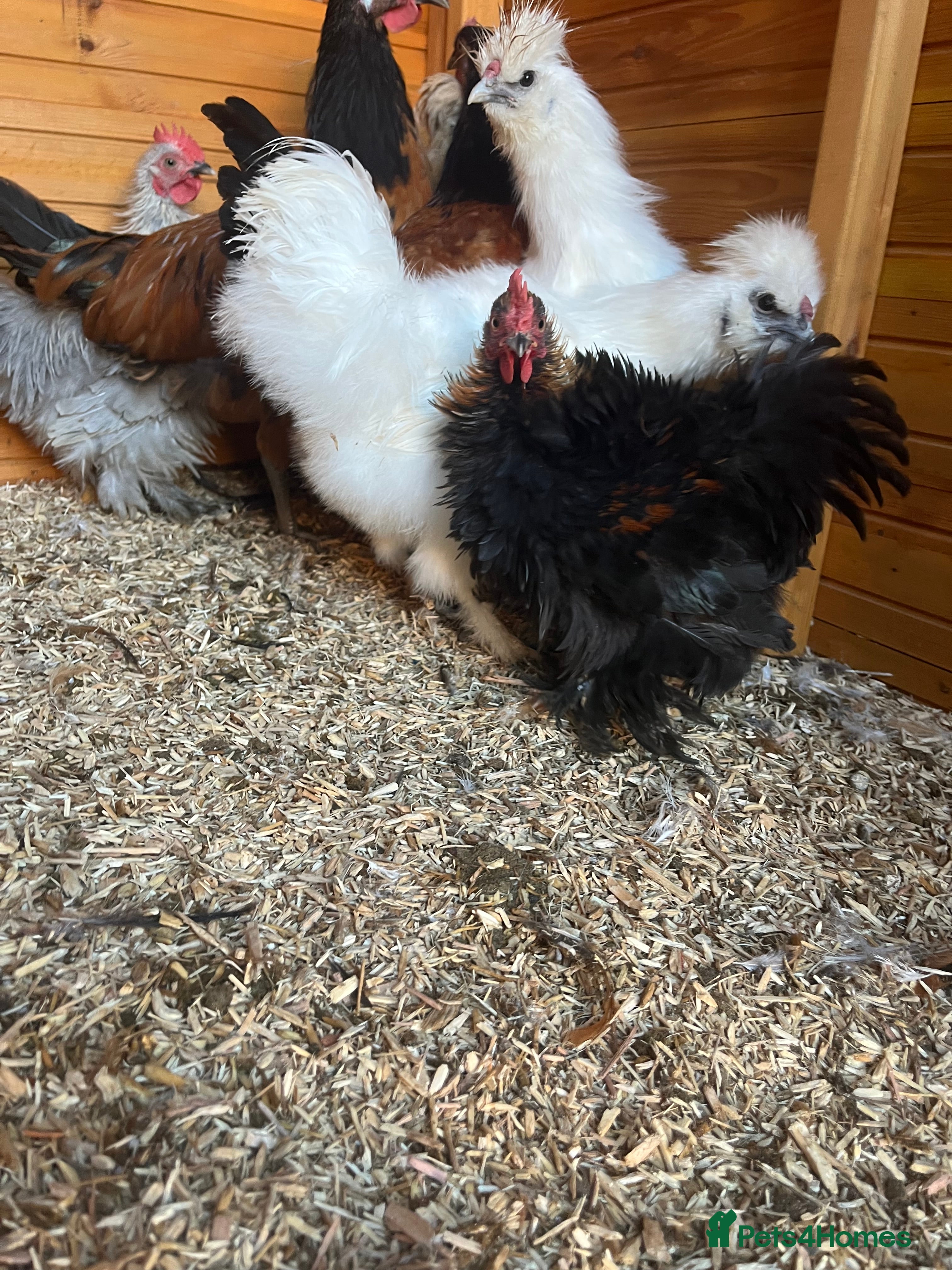 Chickens poultry Silkie , Americano cockerels for sale  - Advert 2