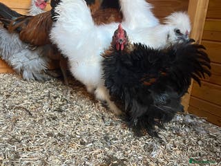 Chickens poultry Silkie , Americano cockerels for sale - Advert 6