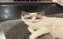 Ragdoll cats for sale: Beautiful Blue point/Bicolor Ragdoll - Image 6