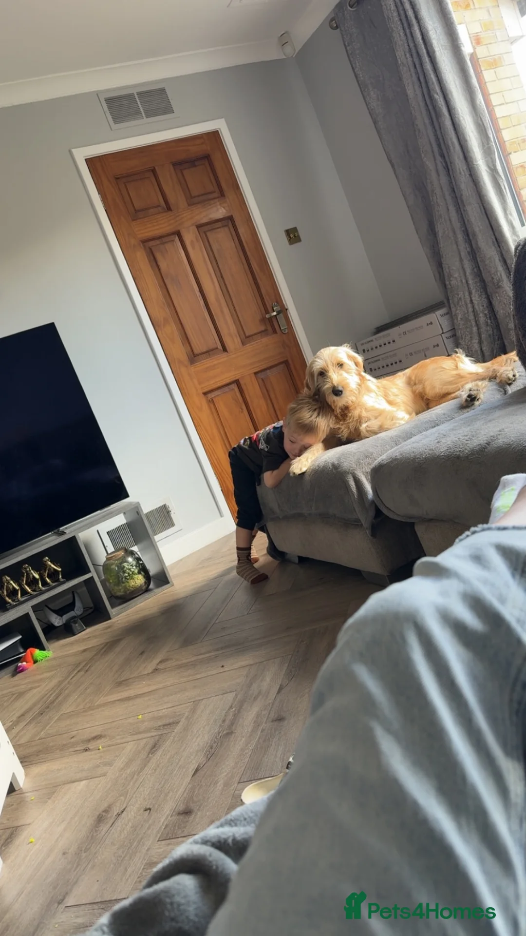 Mixed Breed dogs for sale: Goldendoodle 9 month old male puppy - Advert 2