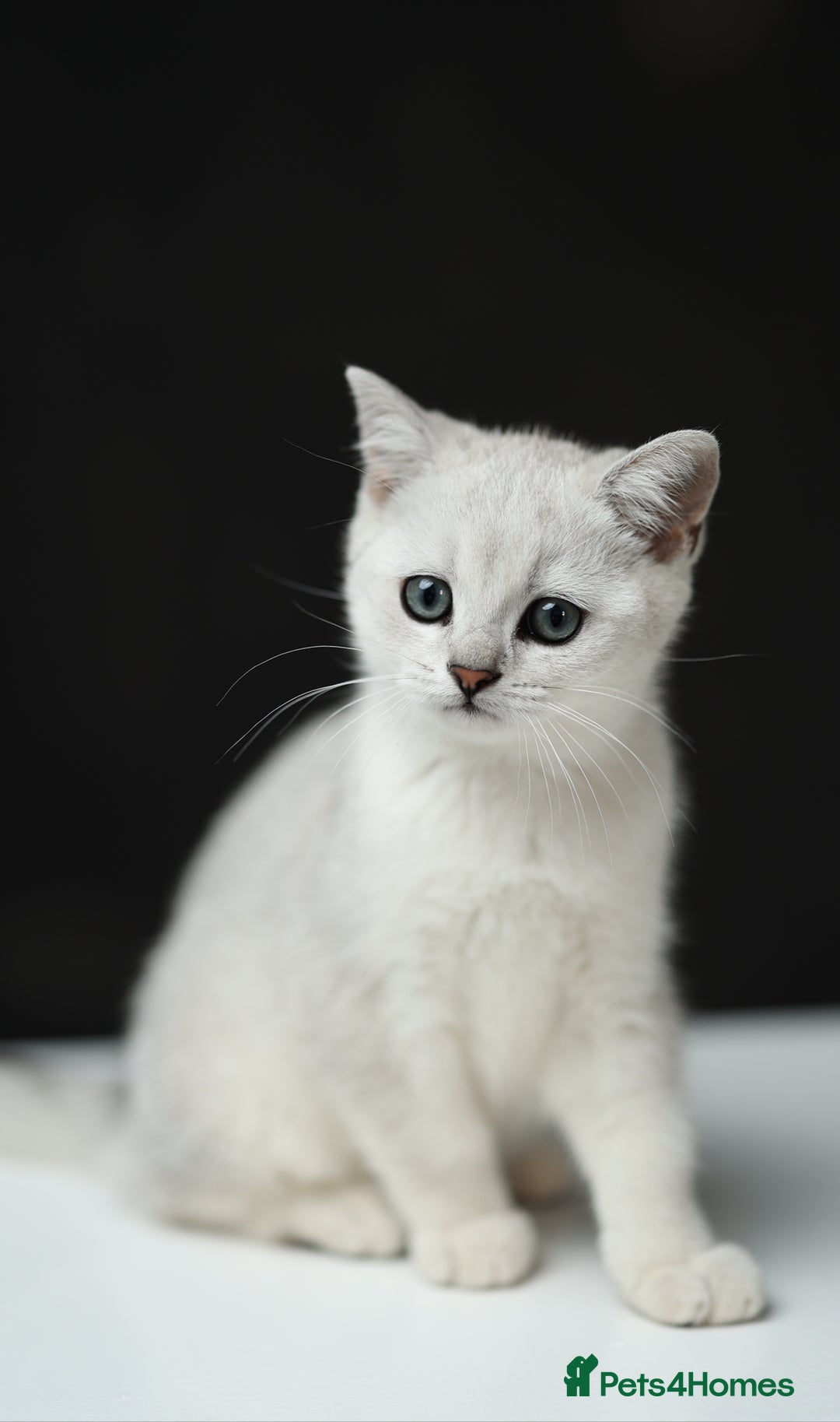 Scottish Fold cats for sale: Last Boy very good price!as we're going in holiday - Image 7