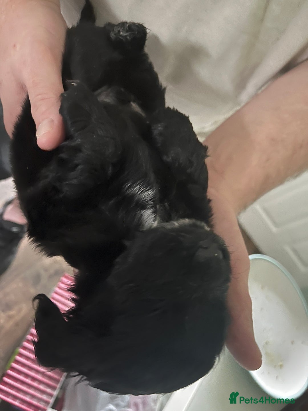 Cocker Spaniel dogs for sale: Stunning KC Reg Show Cocker, health tested mum - Image 7