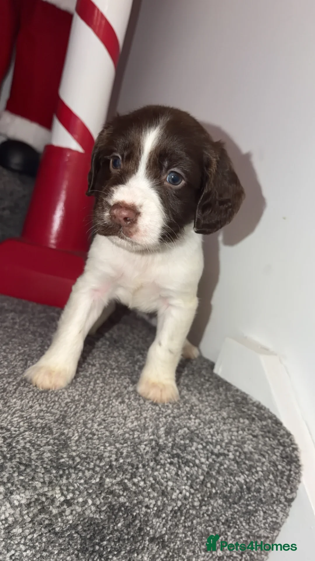 English Springer Spaniel dogs for sale: English springer spaniel - Advert 2