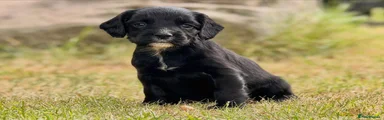 Sprocker 1