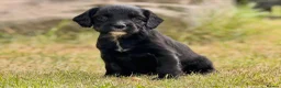 Sprocker dogs for sale: Sprocker puppies make ideal pets! - Advert 11