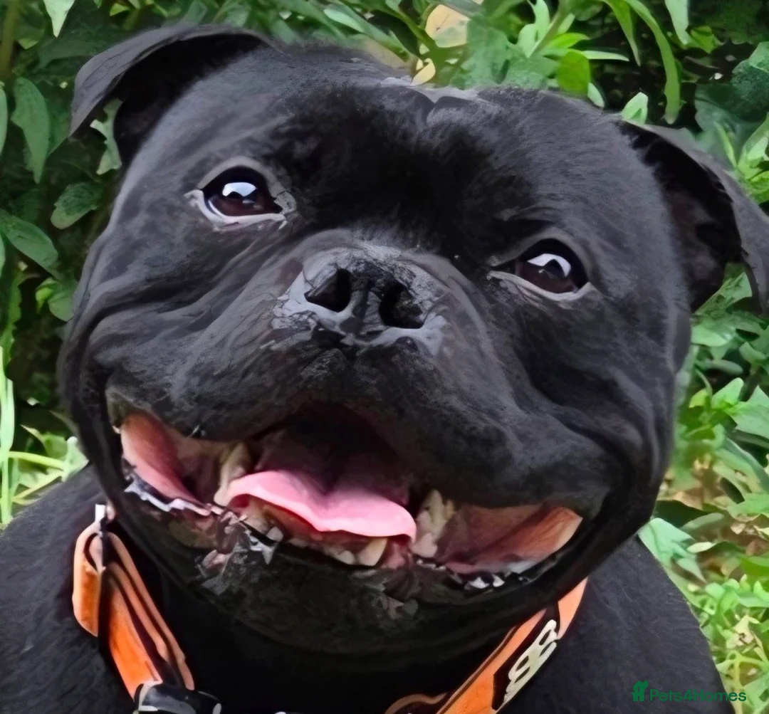 Staffordshire Bull Terrier dogs for sale: Geministaffs zee & maximus (4⭐️licensed breeders) - Advert 14