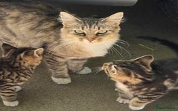 Mixed Breed cats for sale: Beautful kittens - Image 4