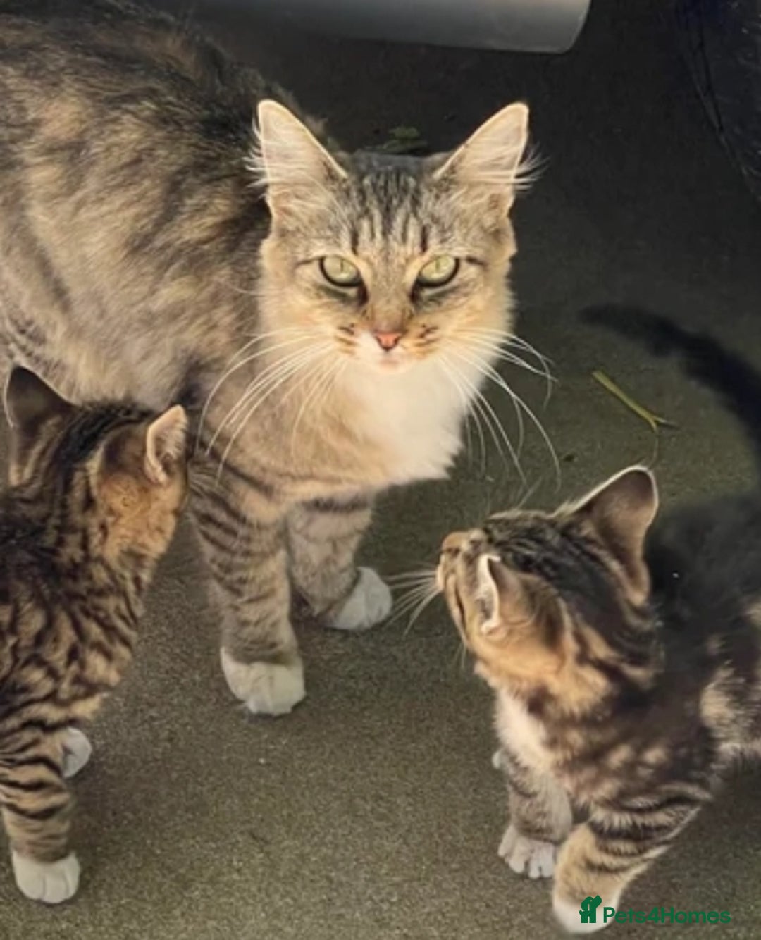 Mixed Breed cats for sale: Beautful kittens - Image 4