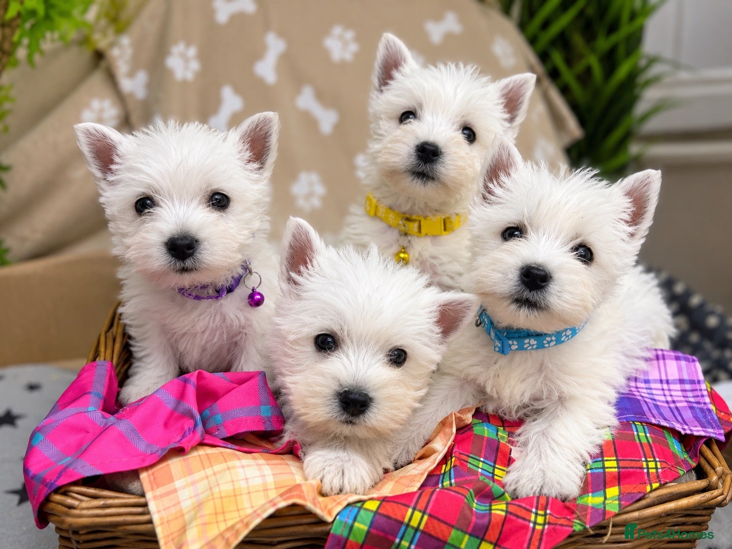 West Highland Terrier dogs Lovely KC Registered West Highland Terrier Puppies - Advert 1