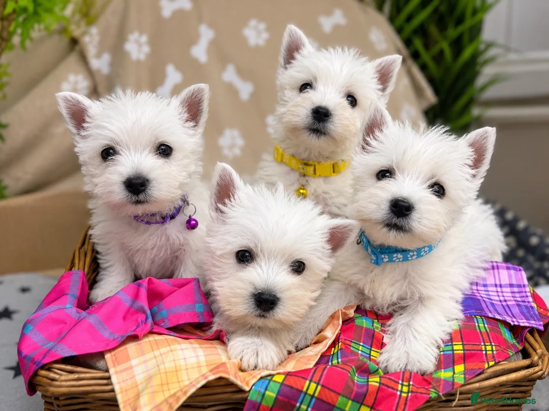 West Highland Terrier dogs for sale: Lovely KC Registered West Highland Terrier Puppies - Advert 1