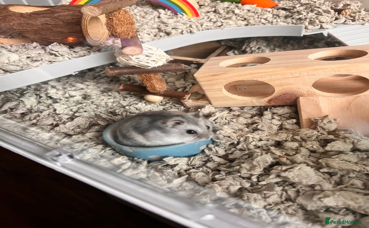 Hamster rodents - Advert 1