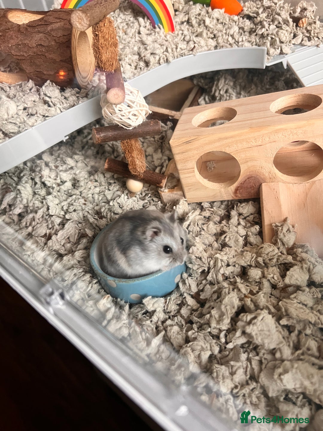 Hamster rodents for sale: Russian dwarf hamster for sale - Image 1