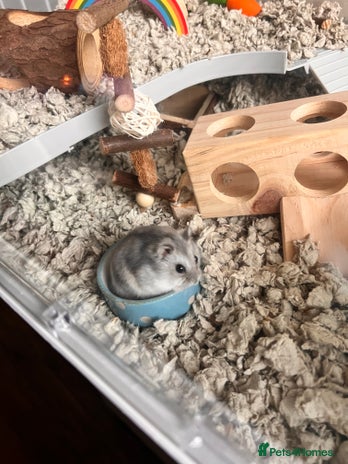 Hamster rodents - Advert 3