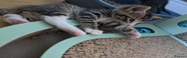 Boe