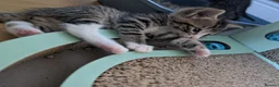 Mixed Breed cats for sale: Kittens - Advert 14