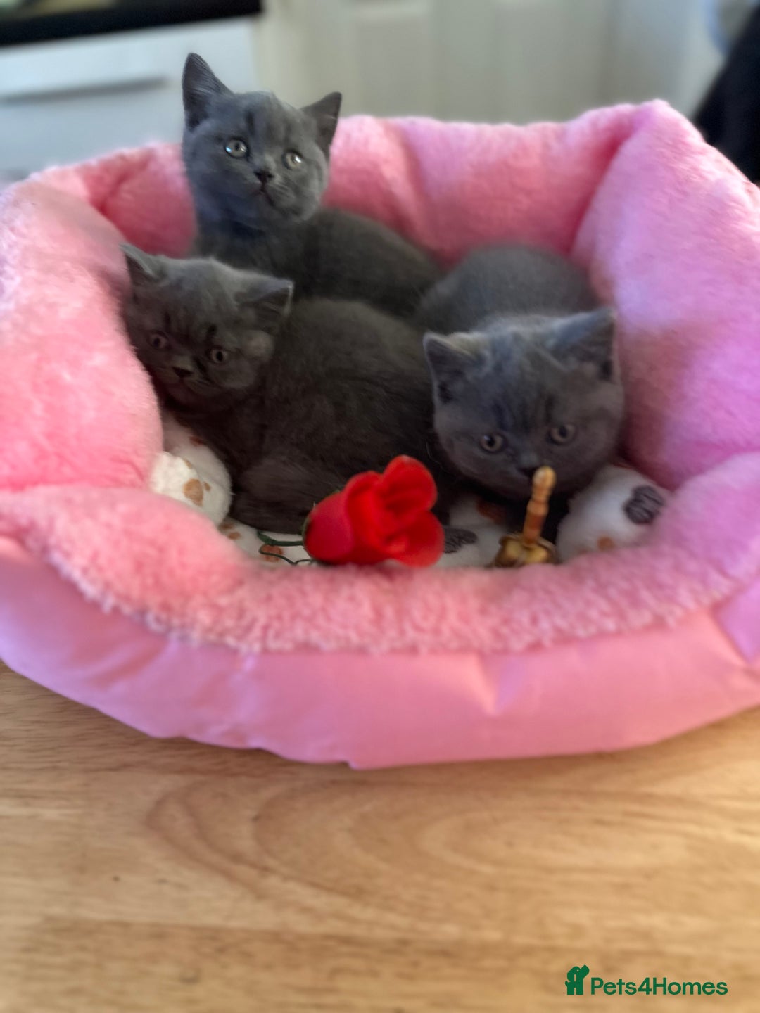 British Shorthair cats for sale: British Blue Pedigree Females - Advert 2