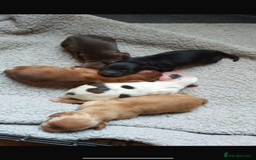 Cockapoo dogs for sale: 5 beautiful cockapoo’s  - Image 2