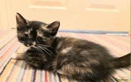 Mixed Breed cats for sale: 5 beautiful kittens for sale - Image 15