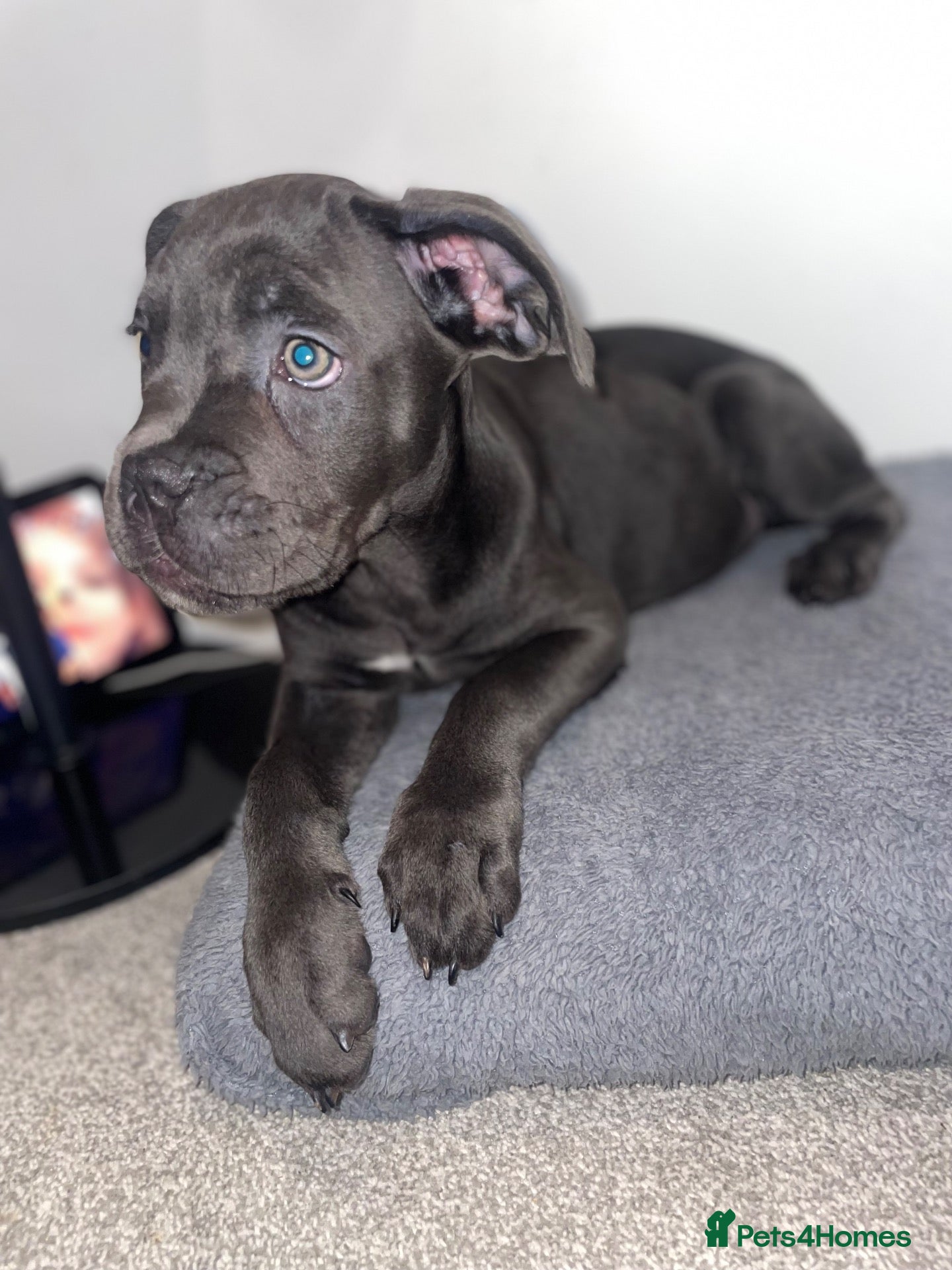 Cane Corso dogs Came Corso Puppy - Advert 4