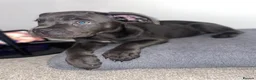 Cane Corso dogs for sale: Came Corso Puppy - Advert 1