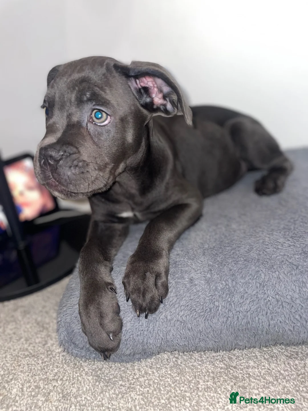 Cane Corso dogs for sale: Came Corso Puppy - Advert 1