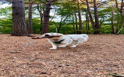 Golden Retriever dogs for sale: Gorgeous 9 months old Golden Retriever  - Image 2