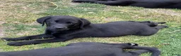 Labrador Retriever dogs for sale: KC Reg.Parents Fully Health Tested.Ready Now - Advert 6