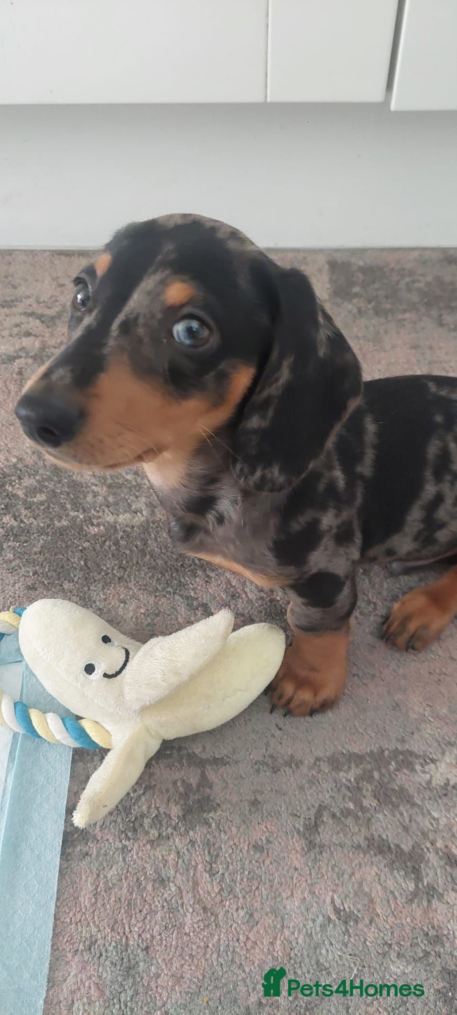 Miniature Dachshund dogs Dapple miniature dachshund - Advert 5