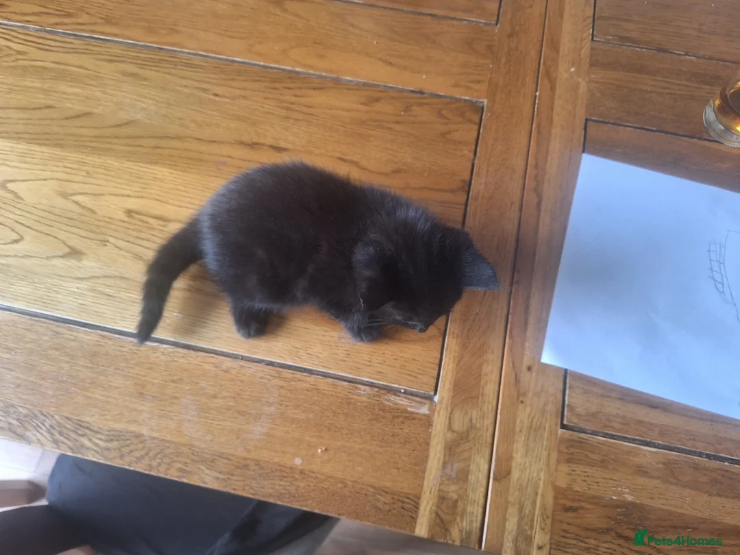 Mixed Breed cats for sale: 🐾 Kittens for Sale - Advert 11