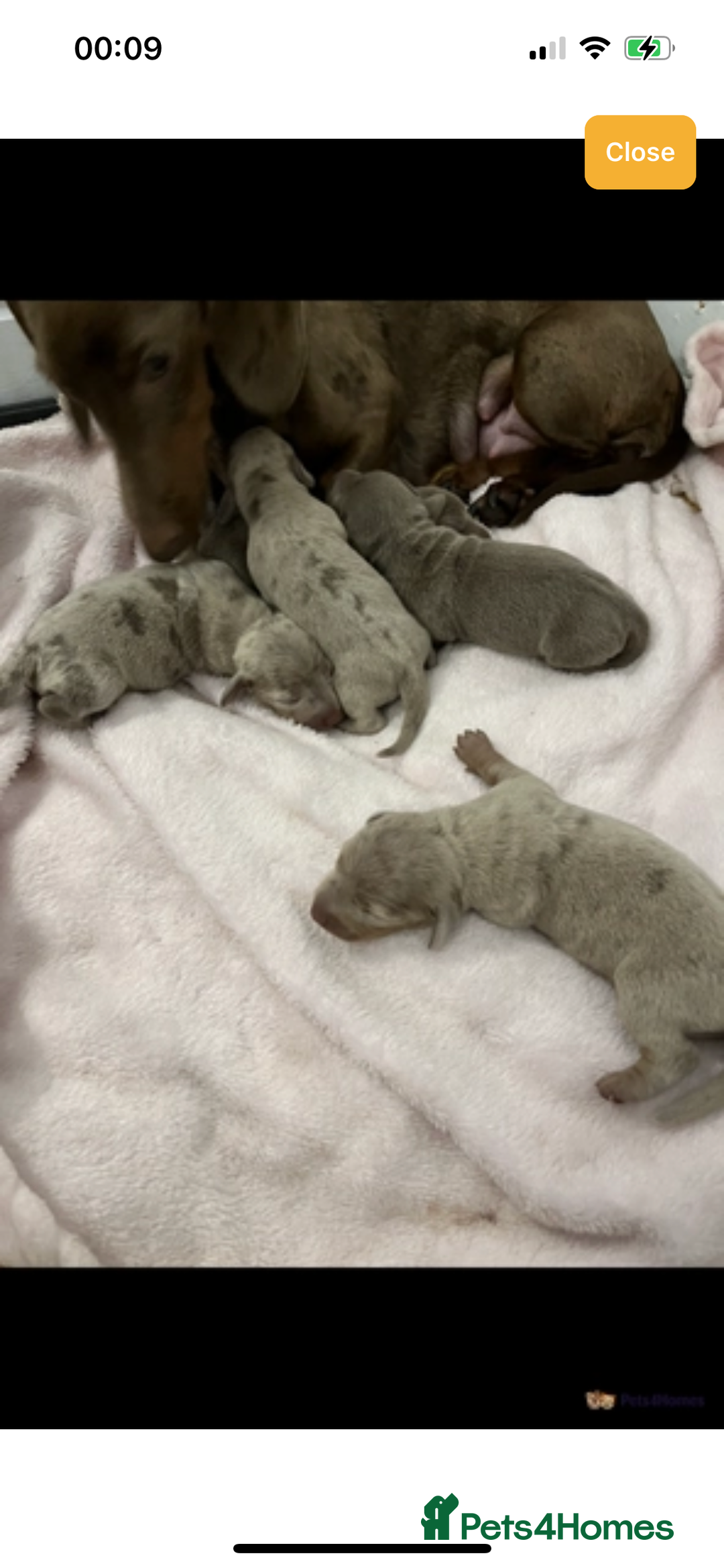 Miniature Dachshund dogs for stud: Isabella and Tan Stud in Sunderland - Image 7