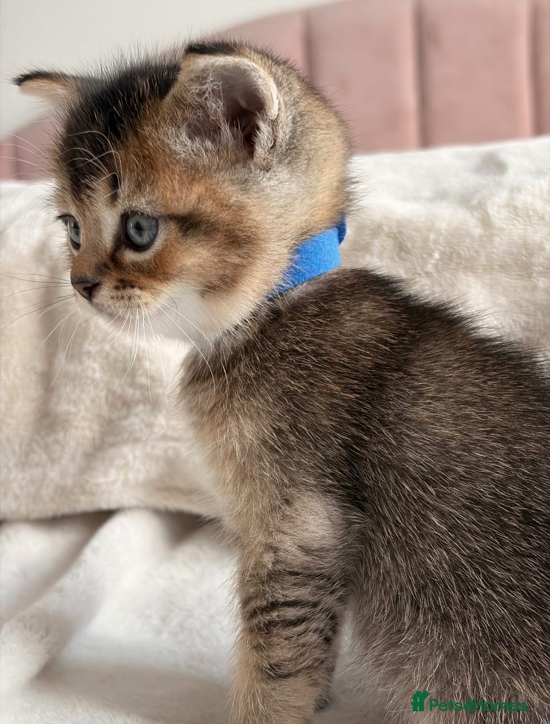 British Shorthair cats Beautiful boy Chinchilla  - Advert 1