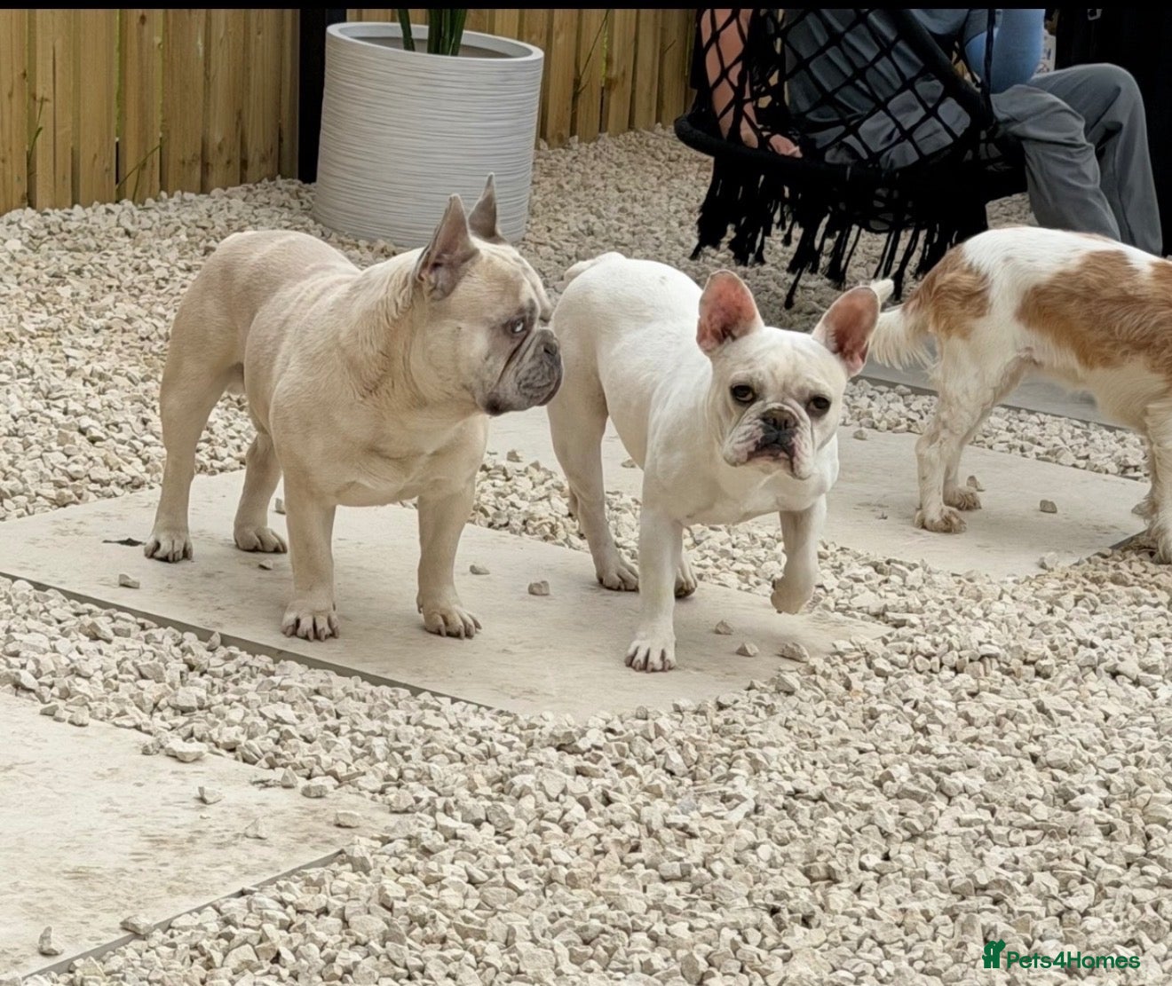 French Bulldog dogs French bull dog pups - Advert 10