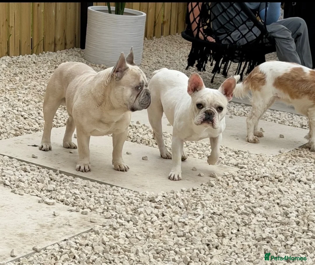 French Bulldog dogs for sale: French bull dog pups in Shotts - Advert 1