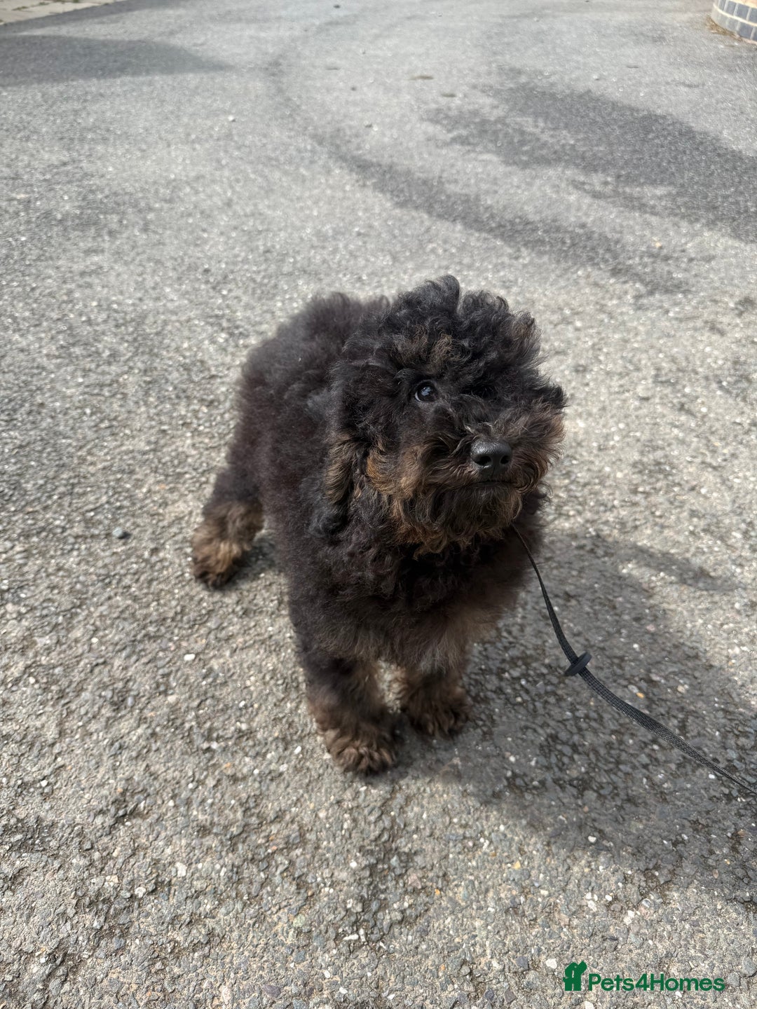 Goldendoodle dogs for sale: Beautiful Goldendoodle Puppies - Image 6