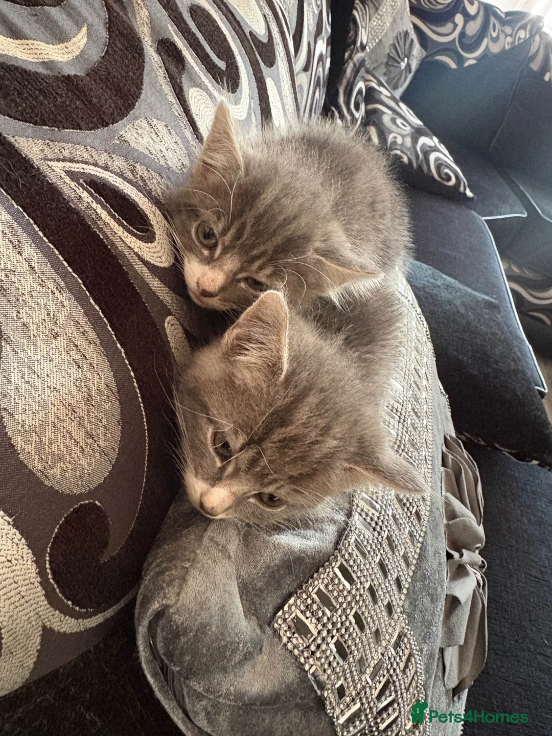 Mixed Breed cats for sale: Mixed breed - Advert 1