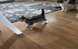 Mixed Breed cats for sale: Kittens ready for their new homes - Image 7