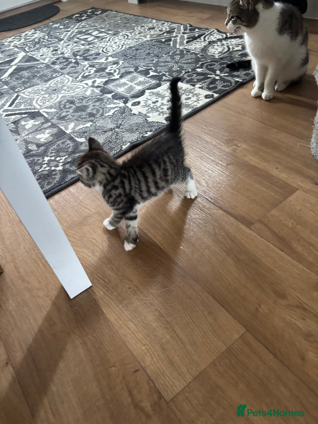 Mixed Breed cats for sale: Kittens ready for their new homes - Image 7