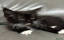 Maine Coon cats for sale: Super fluffy gorgeous Maine coon /Ragdoll kittens  - Image 9