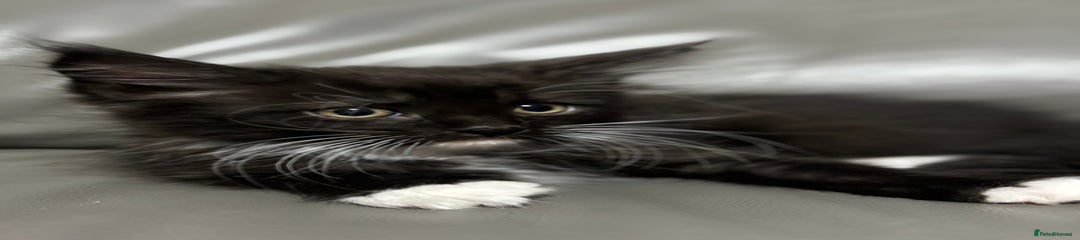Maine Coon Kitten 7