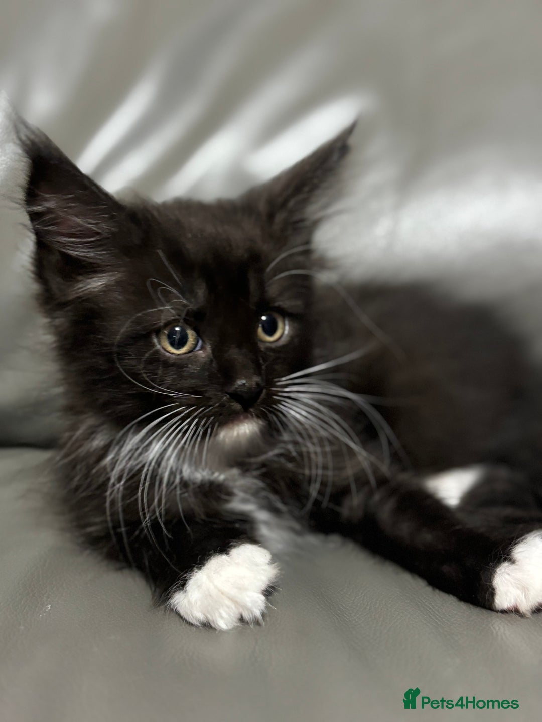 Maine Coon cats for sale: Super fluffy gorgeous Maine coon /Ragdoll kittens  - Image 9