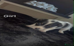 Jack Russell dogs for sale: Puppies  - Image 5