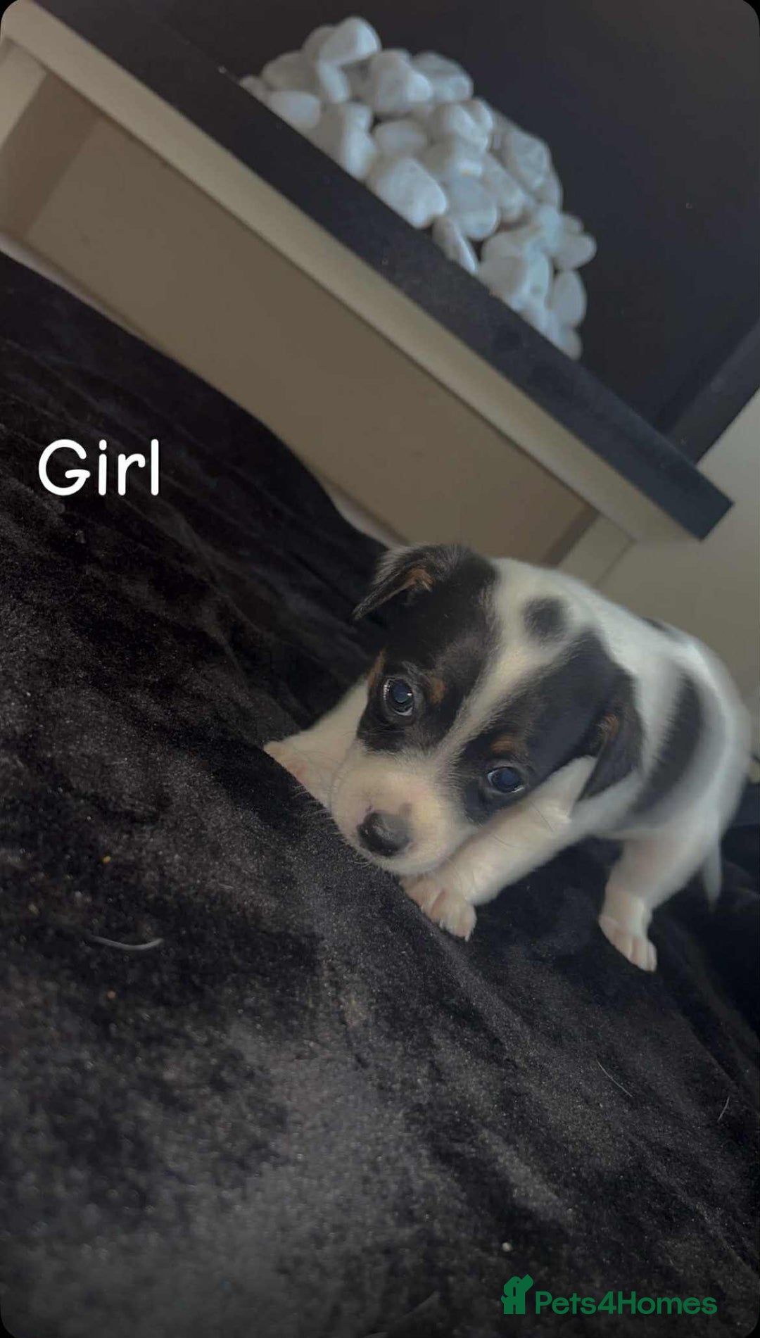 Jack Russell dogs for sale: Puppies  - Image 5