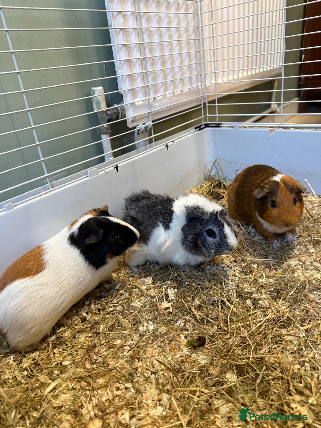 Guinea Pig rodents for sale: Three male guinea pigs - Image 2